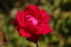 薔薇　12