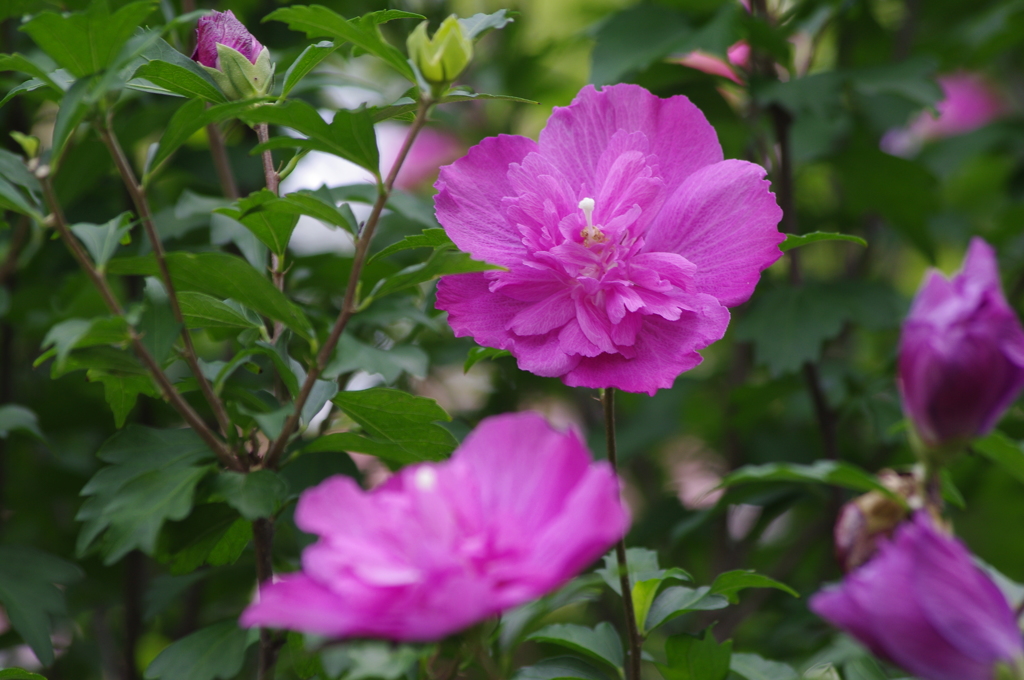 庭の花　2　７月　旧浜離宮庭園