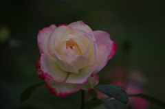 秋薔薇　6