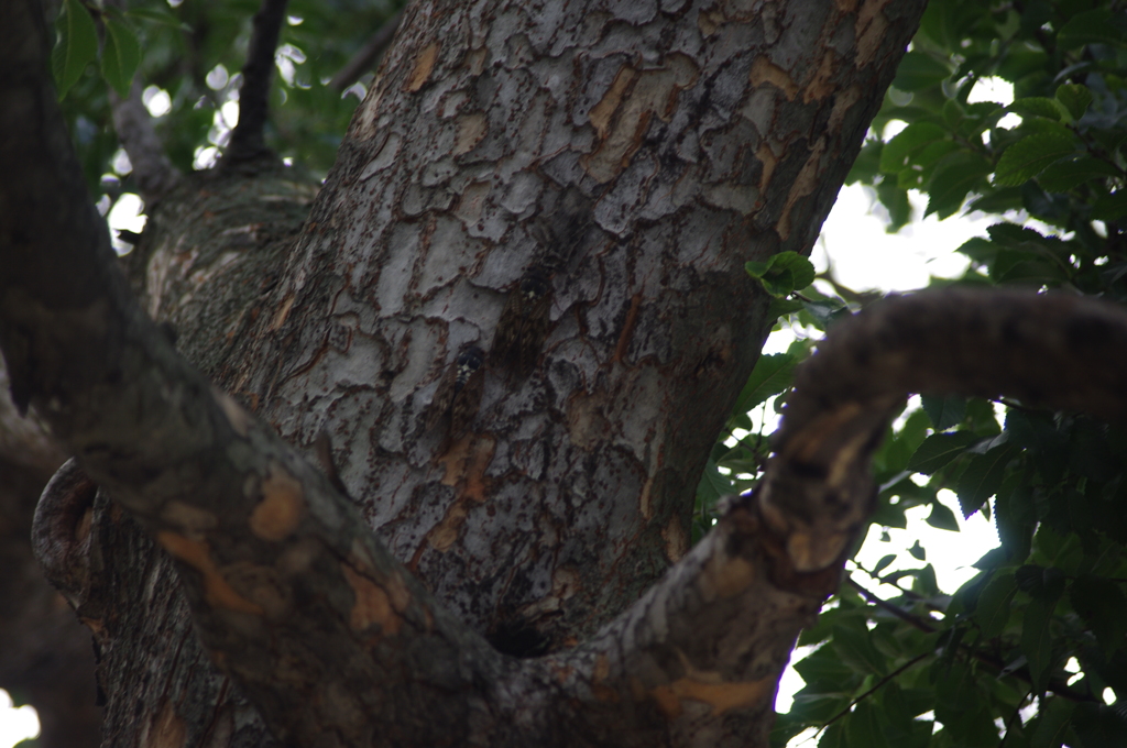 セミ　大師公園　1　　８月
