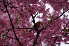 河津桜とメジロ