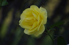 薔薇　11