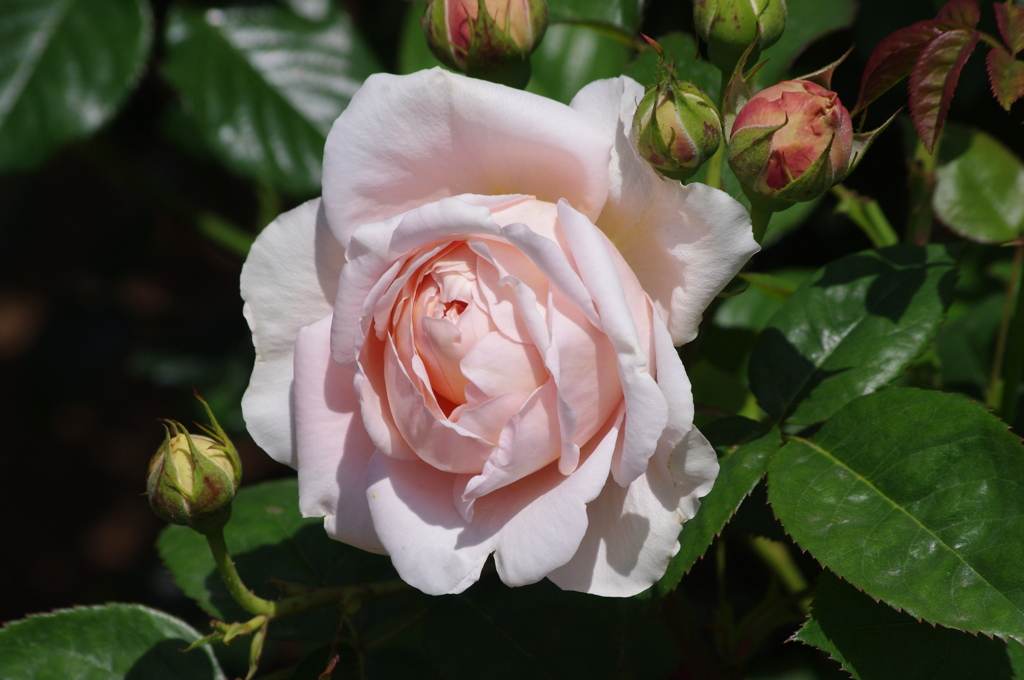 薔薇　7　日比谷公園　5月