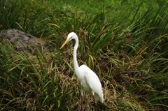 シロサギ　1　清澄庭園　8月