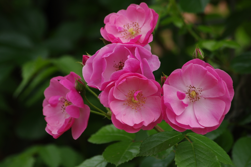 山下公園　5月　2