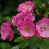 山下公園　5月　2