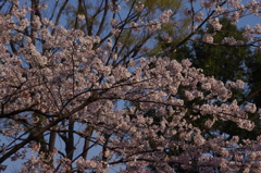 桜　1