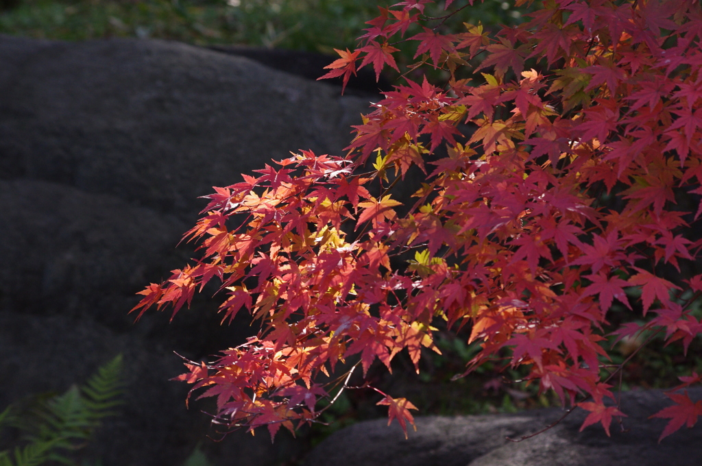 紅葉　3