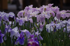 花菖蒲　11