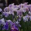 花菖蒲　11