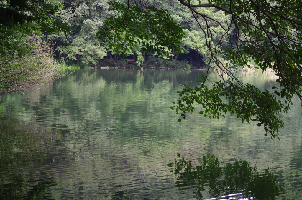 池辺　三宝寺池　９月