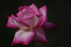 薔薇　6