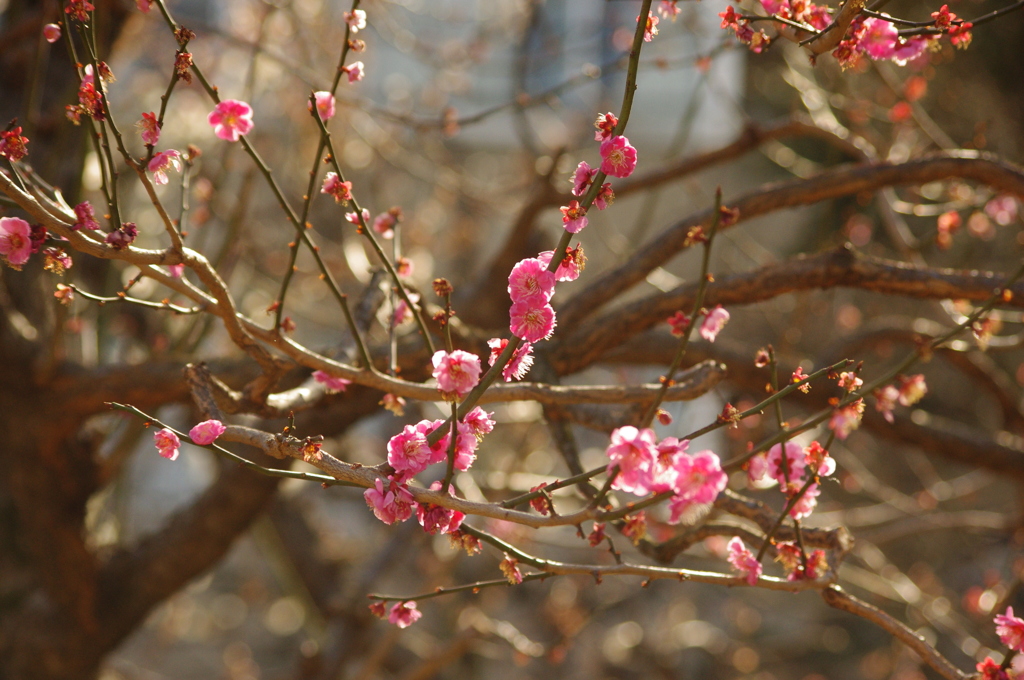湯島の紅梅　2　湯島天神　２月下旬
