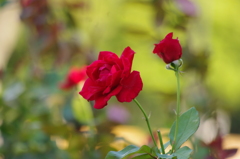 薔薇　2　日比谷公園　7月上旬