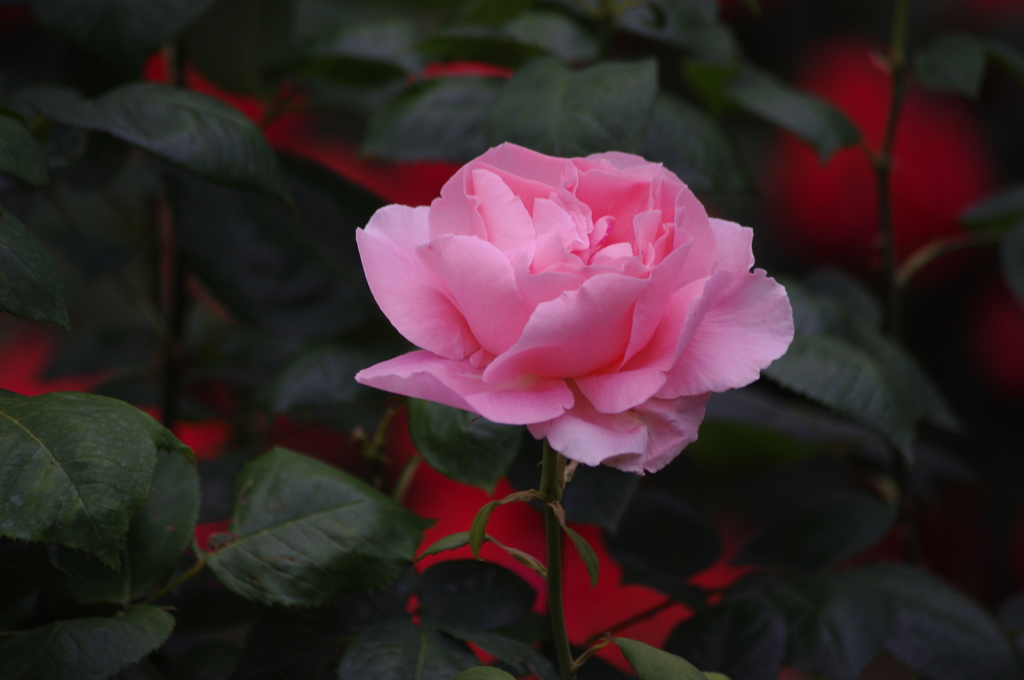 日比谷公園の薔薇　５月　2016　1