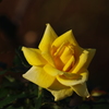 薔薇　10