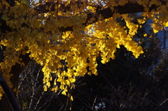 イチョウ　１２月中旬　日比谷公園　2