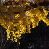 イチョウ　１２月中旬　日比谷公園　2