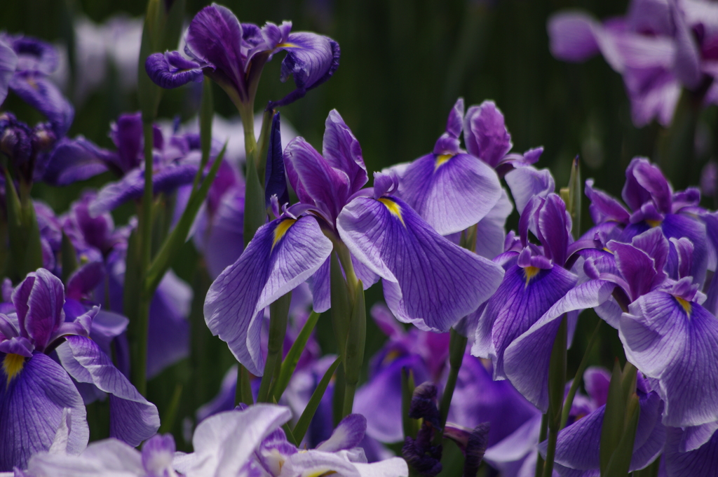 花菖蒲　3