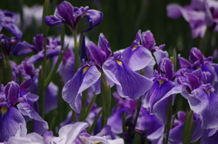花菖蒲　3