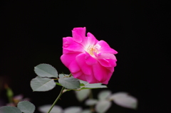 秋薔薇　4