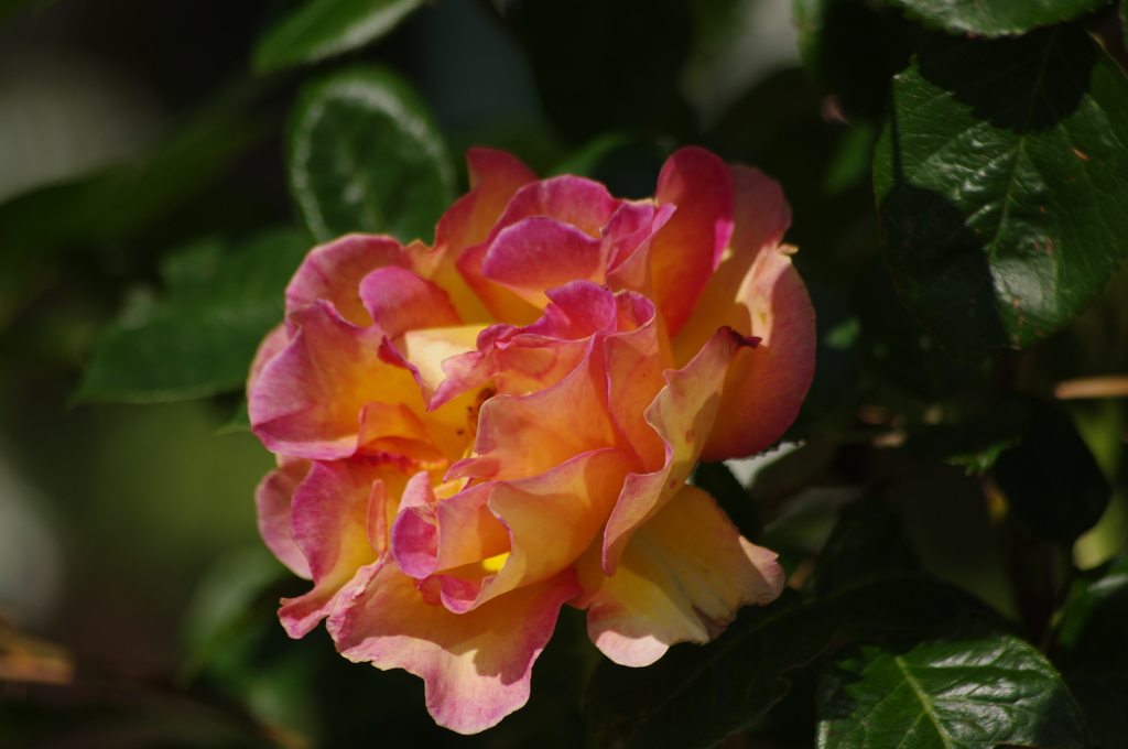 薔薇　8