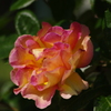 薔薇　8