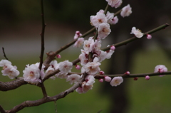 梅　7