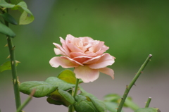 プリンスパークタワー東京　薔薇　4　８月