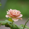 プリンスパークタワー東京　薔薇　4　８月