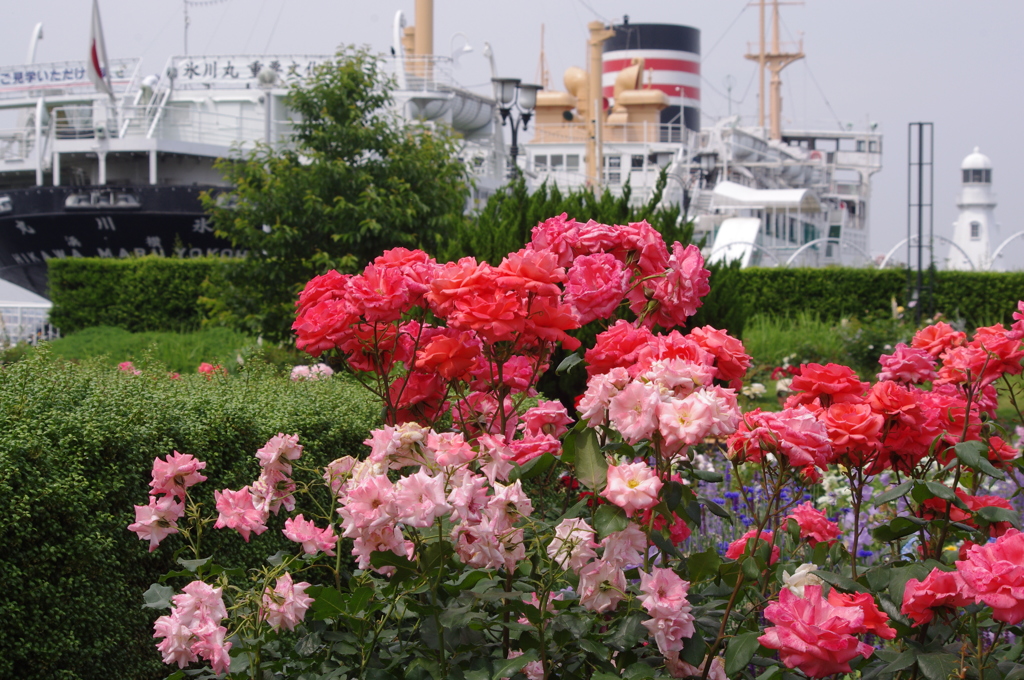 薔薇　山下公園　9　