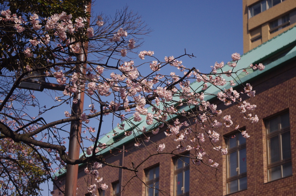 カンザクラ　早稲田大学