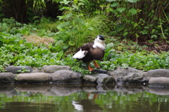 家鴨　有栖川宮公園　７月