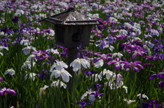 花菖蒲　4