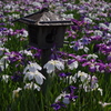 花菖蒲　4