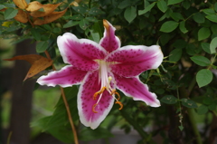 高浜運河　花壇　11