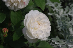 港が見える公園　５月　薔薇　４　