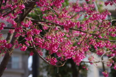 寒緋桜は満開です　白金ドングリ児童遊園