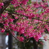寒緋桜は満開です　白金ドングリ児童遊園
