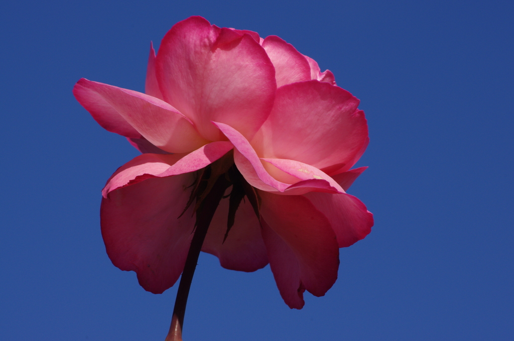 薔薇　7