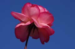 薔薇　7