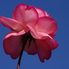 薔薇　7