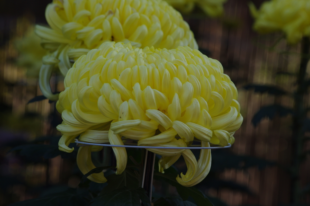 菊　2