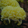 菊　2