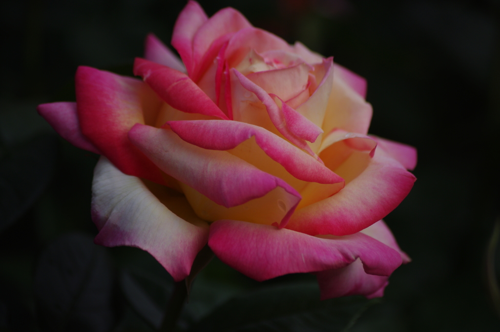 薔薇　1