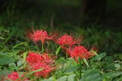 彼岸花　三宝池