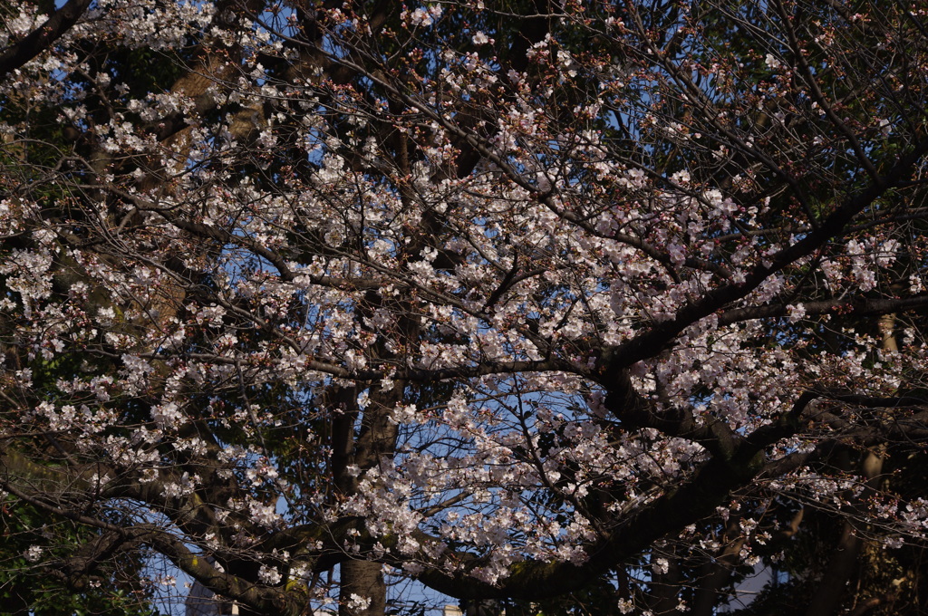桜　1