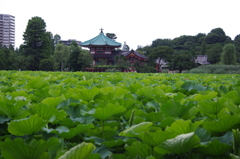 不忍池　蓮　2