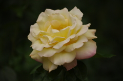 薔薇　9　代々木公園　６月
