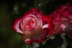 薔薇　2